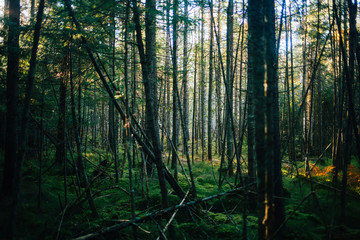 Wild forests of Canada