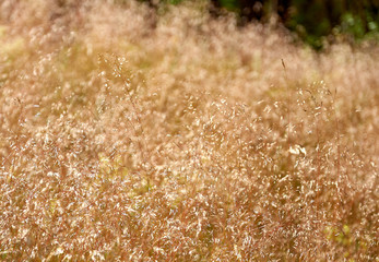 Golden Grass background.