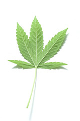 famille de cannabis sur fond blanc