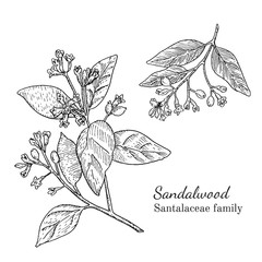 Fototapeta premium Ink sandalwood herbal illustration. Hand drawn botanical sketch style. Absolutely vector. Good for using in packaging - tea, condinent, oil etc - and other applications