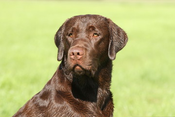 Portrait von einem Labrador Retriever (schokoladenbraun)