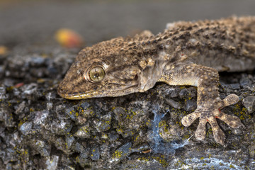 European common gecko (Tarentola mauritanica) on a wall