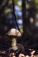 Amanita caesarea mushroom growing