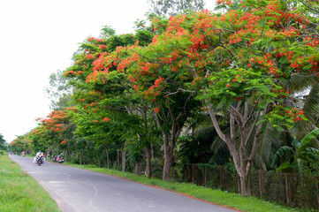Naklejka premium Delonix regia flower, red summer flower in Mekong Delta, South of Vietnam