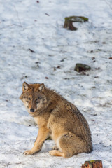 Gray wolf (Canis lupus) standing in the snow - captive animal