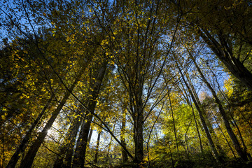 herbstlicher Wald in der Steiermark,Österreich