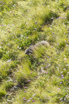 Murmeltier sucht auf einer Almwiese nach Nahrung