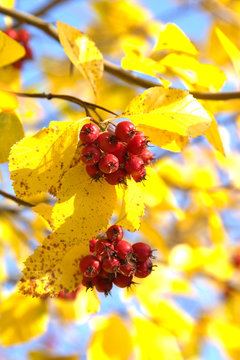Hahnensporn-Wei&szlig;dorn / Hahnendorn - Beeren