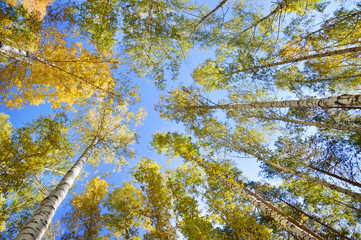 Autumn forest, view from below. The tops of the trees. Birch branches.