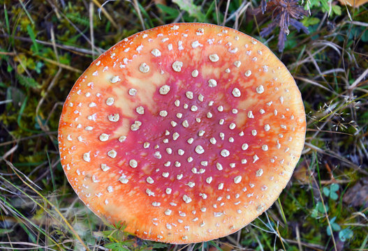 Red mushroom (Amanita Muscaria, Fly Ageric, Fly Amanita) in autumn forest. Cap mushroom close up, top view