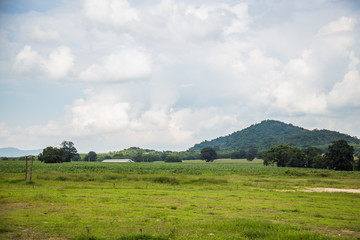 green grass mountain