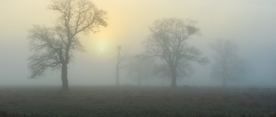 Obraz na płótnie Canvas Fog at sunrise panorama