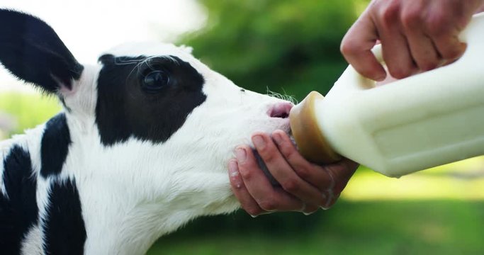 A calf puppy with pacifier in his mouth in garden of a farmer who raises him healthily, bio, to make it grow strong and sturdy with a proper diet. concept of love for animals, vegan, nature.