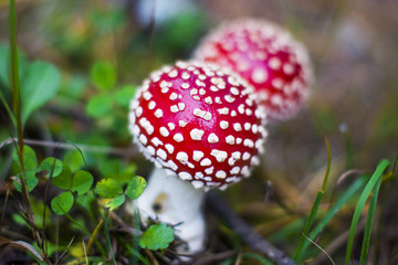 Amanita