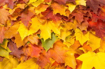Plakat Texture, pattern, background. Maple leaves in autumn a tree or s
