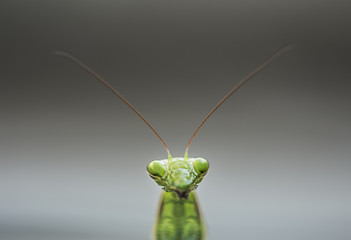Mantis religiosa head