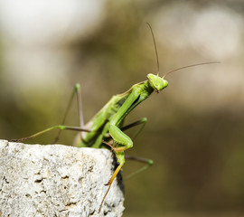 Mantis religiosa posing
