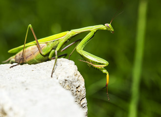 Mantis religiosa looking