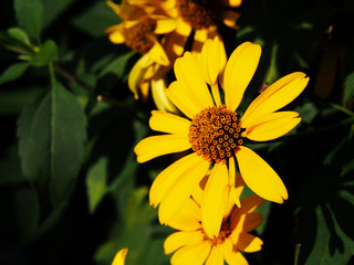 Fototapeta premium False sunflower, rough oxeye - Heliopsis helianthoides 