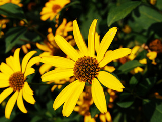 False sunflower, rough oxeye - Heliopsis helianthoides  