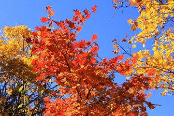 蔵王の紅葉(山形県上山市)