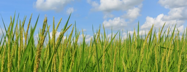 Fototapeta premium Rice plant with a blue sky have clouds.