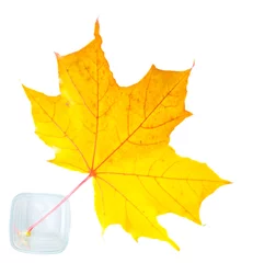 Fototapeten Texture, pattern, background. Autumn leaves on a tree, Maple lea © na9179126124