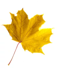 Fotobehang Textuur, patroon, achtergrond. Herfstbladeren aan een boom, Maple lea © na9179126124