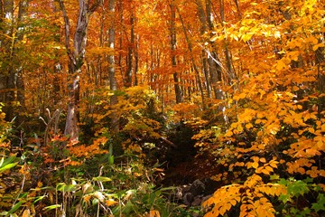 蔵王の紅葉(山形県上山市)