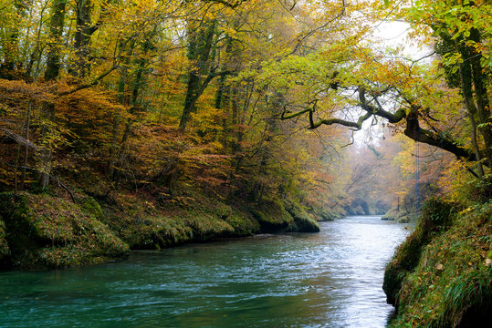 Herbstwald am Erlauffluss