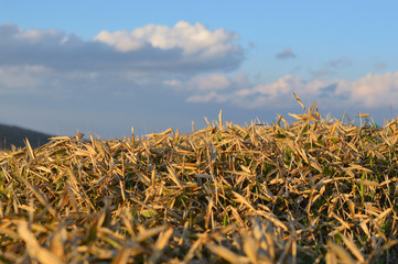 ビーナスラインの夕日
