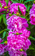 peonies. Bouquet of pink peonies close up. peony
