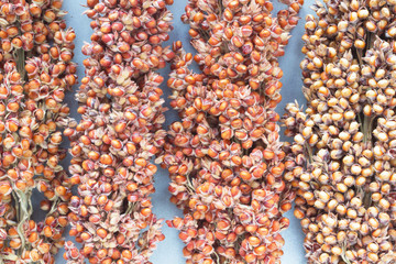 Sorghum close up.