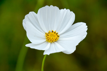 Obraz premium Cosmos