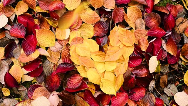 Autumn, fallen leaves, seen from above.