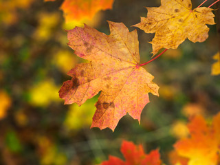 Naklejka na ściany i meble Maple leaf,Autumn,Northern Ireland