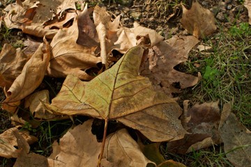 Foglie autunnali 