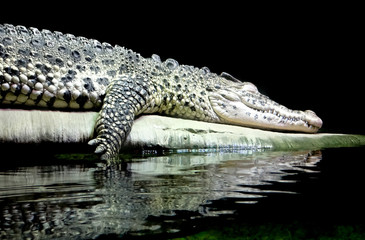 Sleeping Crocodile