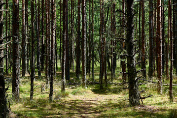 Pine forest