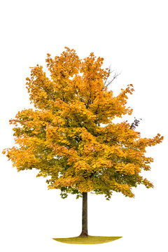 Autumnal yellow maple tree isolated on white background