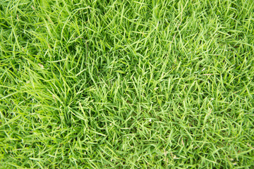 Green blurred background