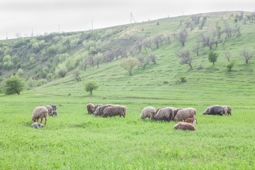 sheep grazing on green hill