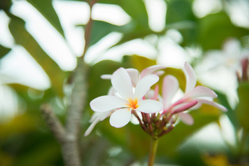 frangipani flowers