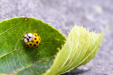 Marienkäfer krabbelt über ein grünes Blatt © zauberblicke