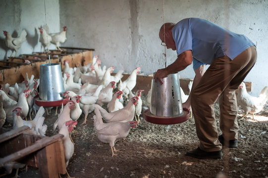 Farmer Feeding Big Farm Chickens