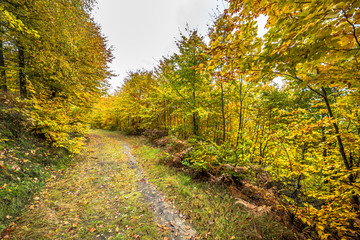 Fototapeta na wymiar Forest in autumn, landscape. Colorful tree along nature trail in fall Poland.
