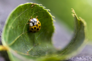 Marienkäfer krabbelt über ein Blatt © zauberblicke