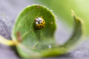 Marienkäfer auf einem grünen Blatt