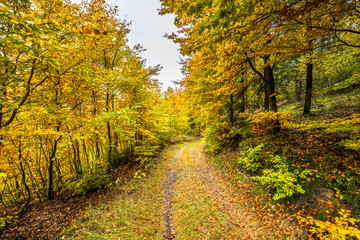 Fototapeta premium Yellow trees in autumn forest. Golden leaves in fall landscape, nature trail in Poland.