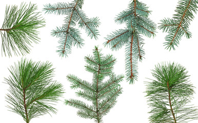 Obraz premium Christmas tree branch isolated on white background